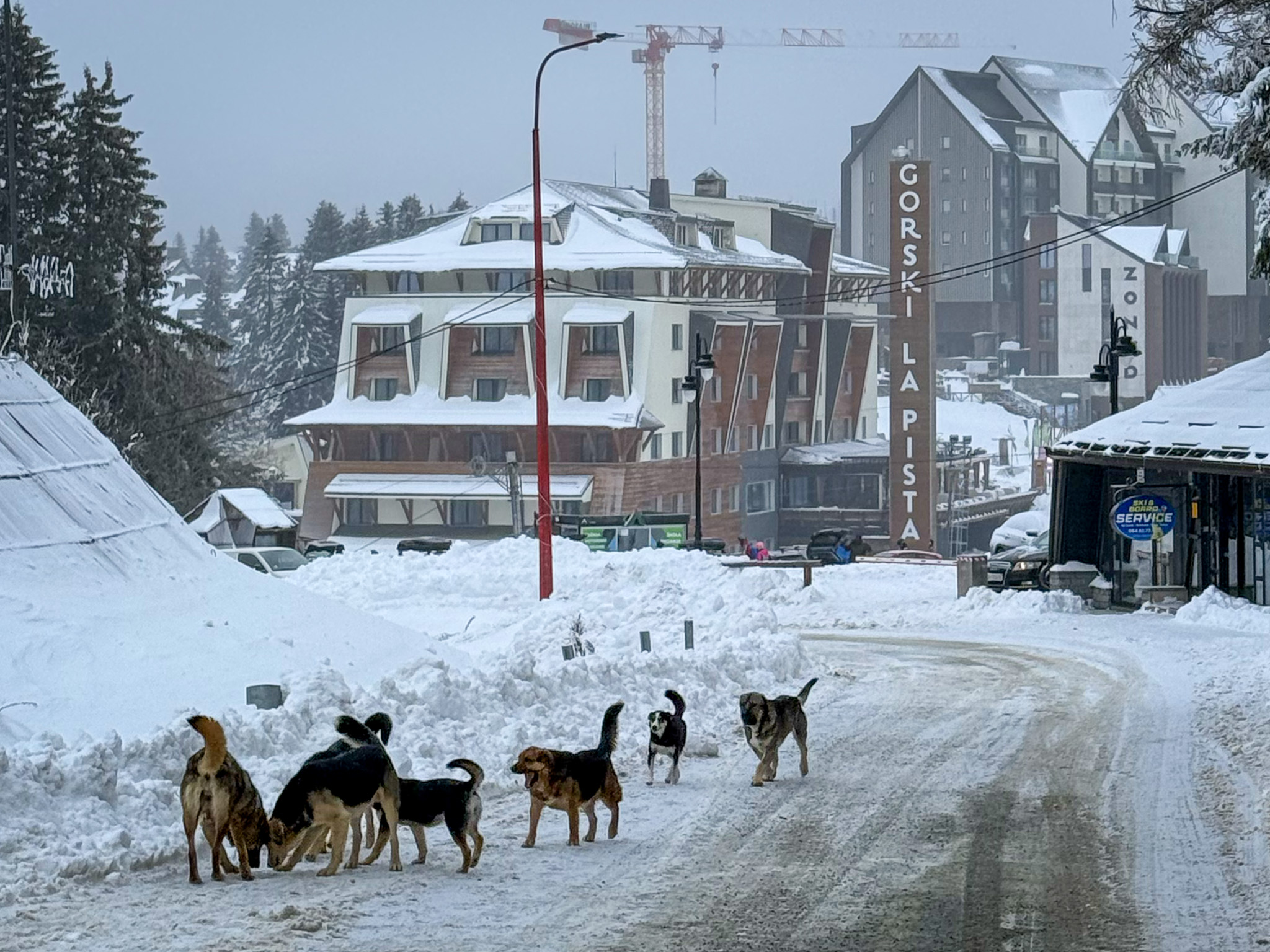 Kopaonik - infoKOP - Zoo higijena JKP Raška: Akcija prijave napuštenih ...