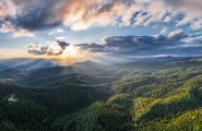 Kukavica Kopaonik